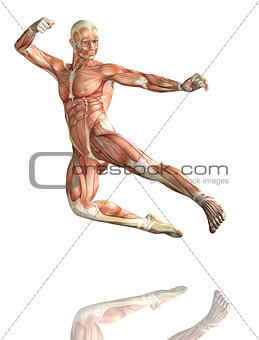 3D male figure in kick boxing pose with muscle map