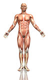 3D male figure with detailed muscle map