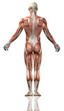 3D male medical figure with muscle map