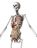 3D skeleton with internal organs