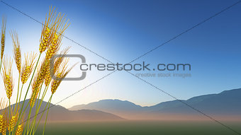 Wheat with hills in distance