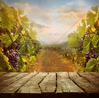 Vineyard design