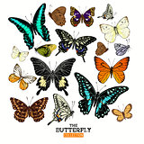 Realistic Butterfly Collection