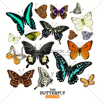 Realistic Butterfly Collection