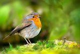 Red Robin Bird