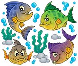 Piranha fishes collection