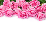 Valentines day background with pink roses