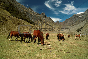 Horses in Andes