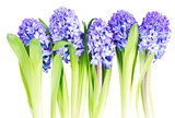 Blue  hyacinth