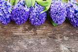 blue hyacinth
