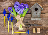 Blue hyacinth and gardening  set up