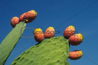  prickly pear crop