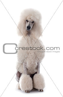 white Standard Poodle