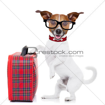 dog with luggage 