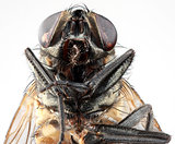 House Fly Portrait
