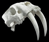 Smilodon Skull Cutout