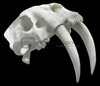Smilodon Skull Cutout