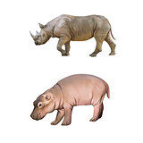 baby hippopotamus, Big african Rhino isolated on a white background