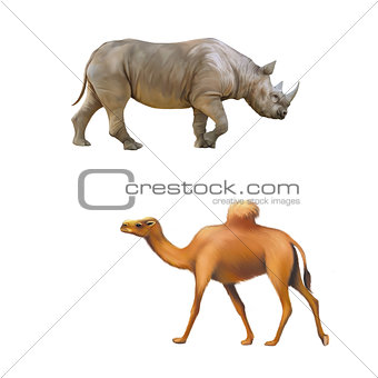 rhinoceros side view, one hooved camel walking isolated on white