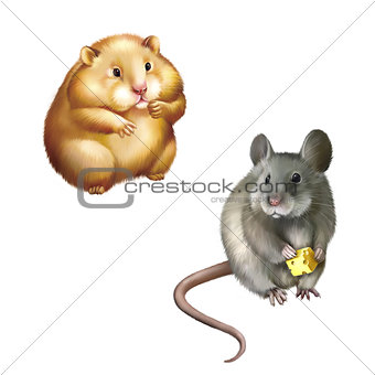 Cute red Hamster sitting, House mouse eating piece of cheese Isolated on white