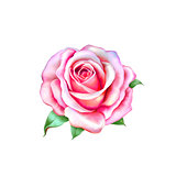Pink little Rose Flower isolated on white