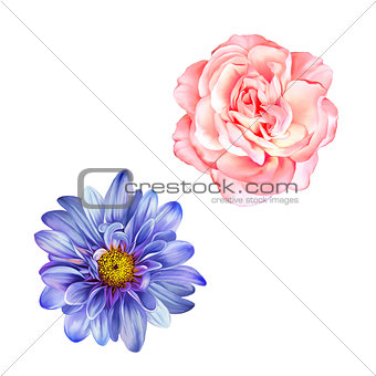 Blue Mona Lisa flower, Pink rose, Spring bloom