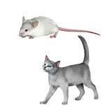 Cute white mouse, gray kitten walks, British cat