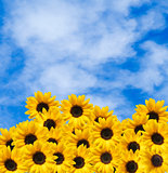 Many sunflowers and blue sky with clouds