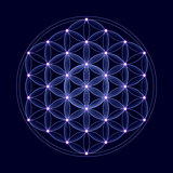 Cosmic Flower of Life With Stars