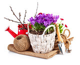 Spring flowers in wooden bucket with garden tools