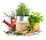 Fresh green herbs with garden tools
