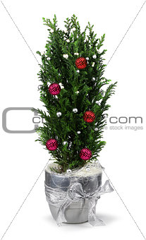Christmas cypress decoration