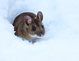 Shy wood mouse on snow