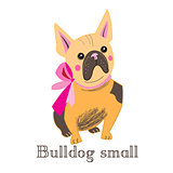 small bulldog