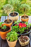Flower pots with herbs and flowers