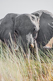 Large elephant from behind tall grass