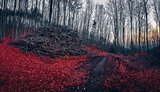 Pile of Wood near a Path in the Forest with Red Leaves
