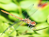 Closeup portrait of dragonfly