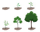 Stage of growth of the tree