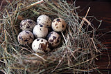 Easter quail eggs in the nest on rustic wooden background. Selective soft focus