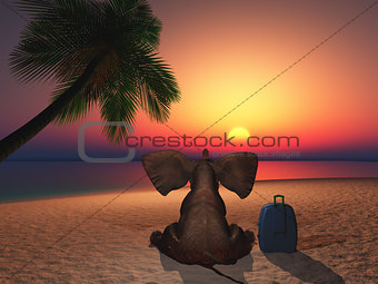 Elephant sitting on a beach at sunset