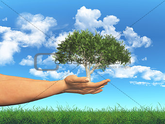 Female hands holding a tree in cupped hands