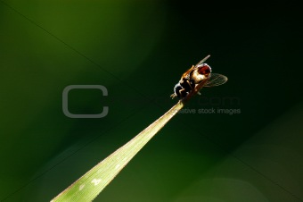housefly and leaf in the parks