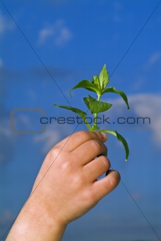 child hands holding plant