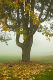 Tree on a foggy morning