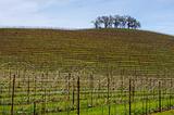 Vineyard Hillside and Trees