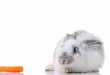 white / gray rabbit and a carrot