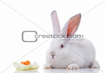 white rabbit with vegetables