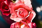  roses of love
