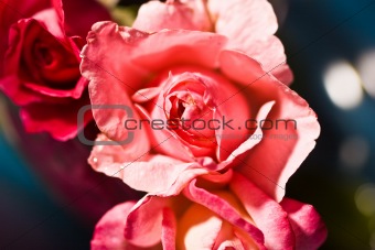  roses of love